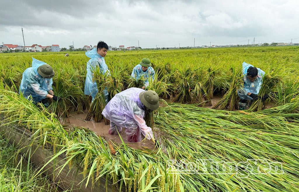 Youth Union members of the Logistics Department (Provincial Police) support people to tie up rice that has fallen due to storm No. 10.