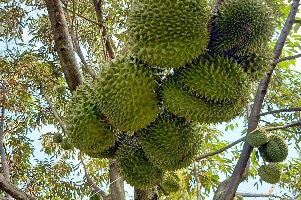 sau-rieng-chau-duc.jpeg
