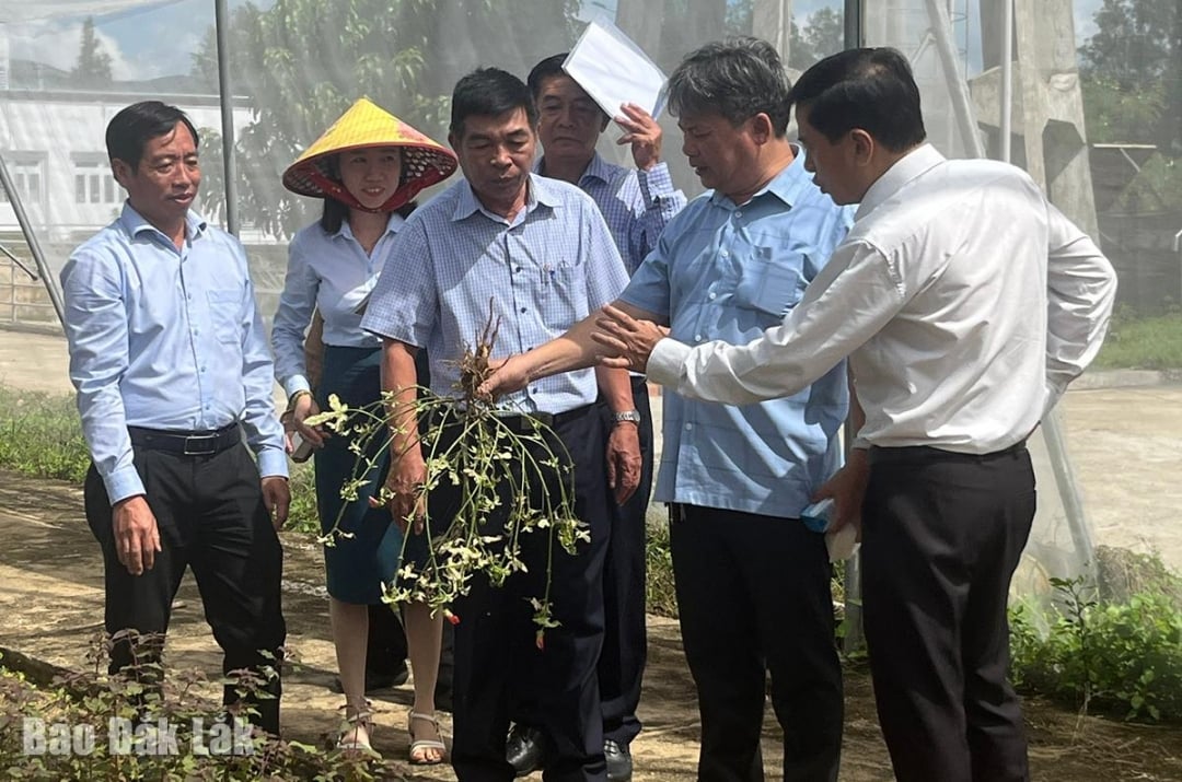 Ban Quản lý Khu nông nghiệp ứng dụng công nghệ cao Phú Yên trao đổi kinh nghiệm trồng các giống cây quý của địa phương.