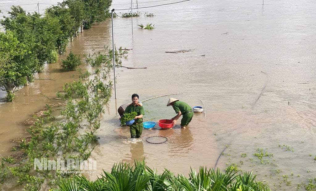កម្លាំង​នគរបាល​សង្កាត់​វី​ខេ និង​ប្រជាពលរដ្ឋ​ចុះ​ប្រមូល​ផល​ដំណាំ​លិច​ទឹក​ជា​បន្ទាន់