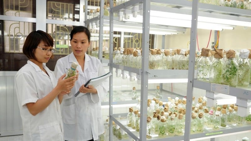 Forskning på plantesorter ved Institutt for landbruksbiologi (Vietnams nasjonale landbruksakademi). (Foto: KHÁNH AN)