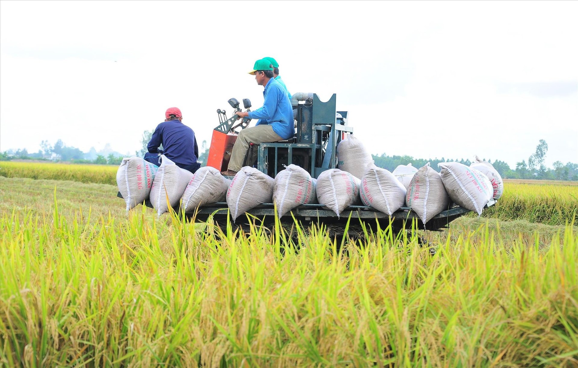Giá lúa gạo hôm nay 20/10: Thị trường trầm lắng, giá giảm nhẹ tại một số nơi