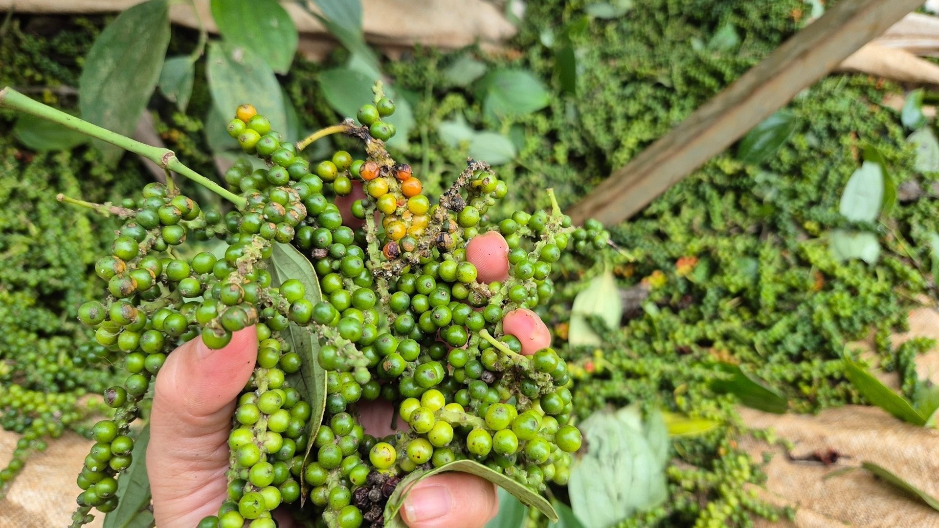 Giá tiêu có đợt tăng mới nâng giá trung bình lên 145.500 đồng kg