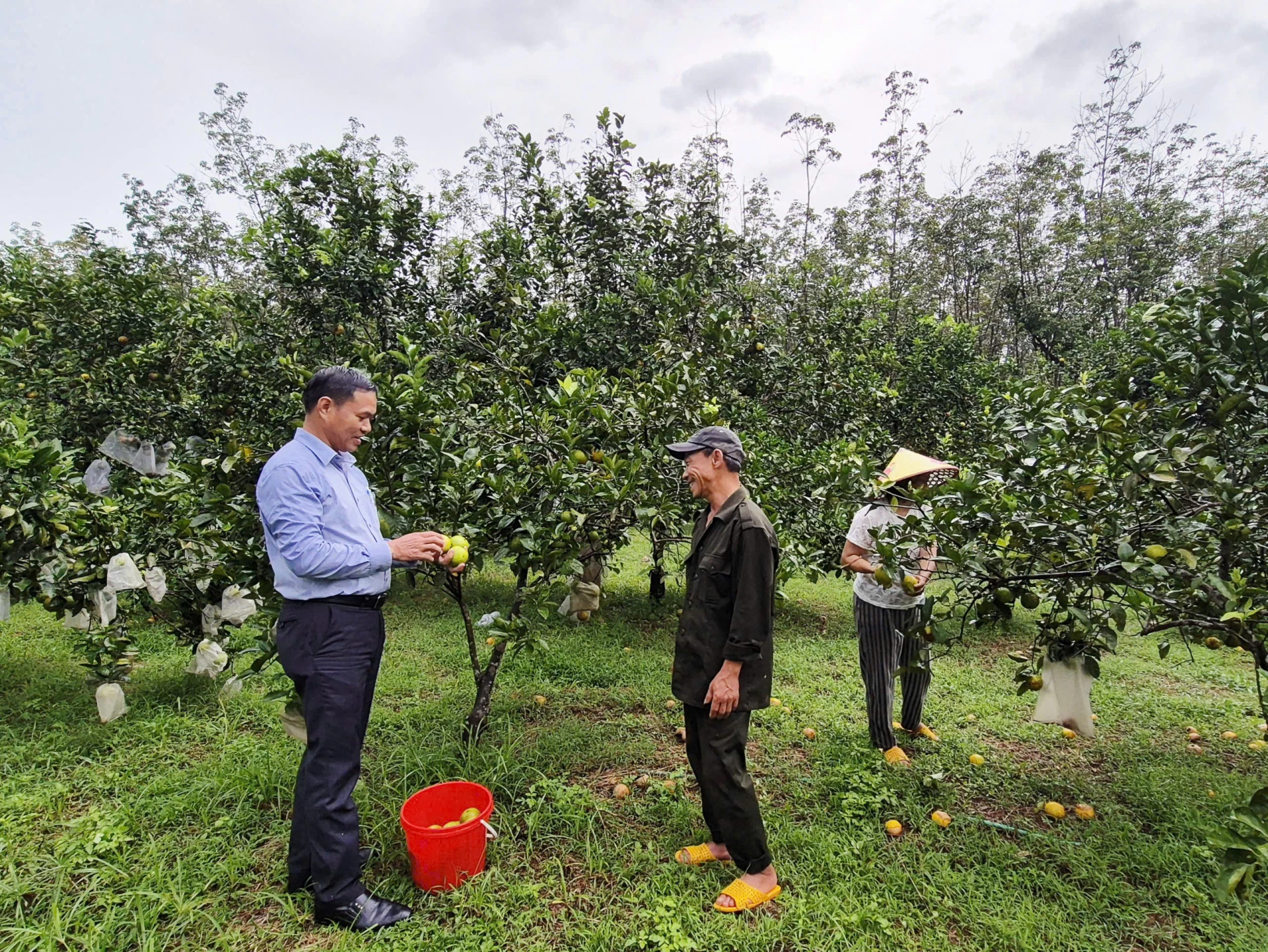 Herr Nguyen Hoang Kim (rechts) teilt seine Erfahrungen beim Anbau von Obstbäumen in der hügeligen Gegend von Trieu Phong – Foto: K.S