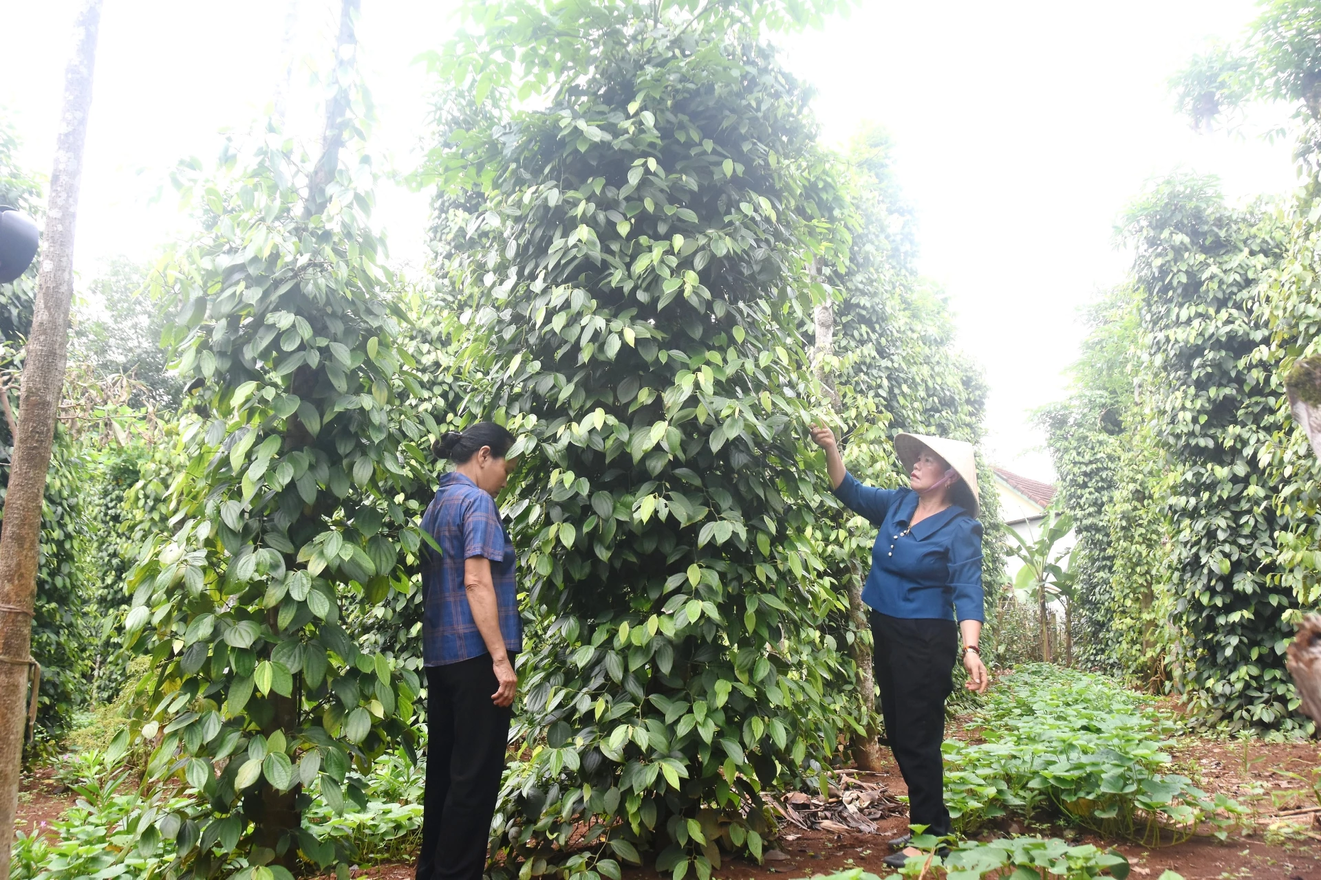 Chị Lê Thị Hồng Lan bên vườn hồ tiêu của gia đình - Ảnh: Đ.V