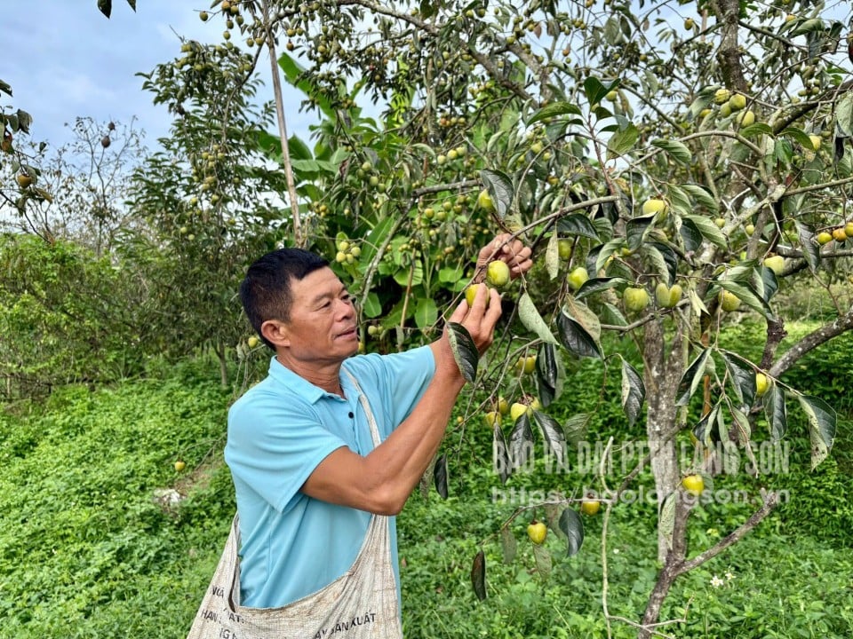 Warga komune Cong Son memanen buah kesemek Bao Lam