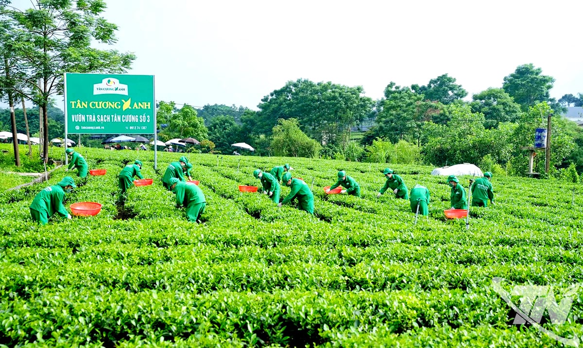 Ernte von Tee, der gemäß Sicherheitsstandards produziert wird und den Exportbedarf der Produkte in der Teeregion Tan Cuong erfüllt.