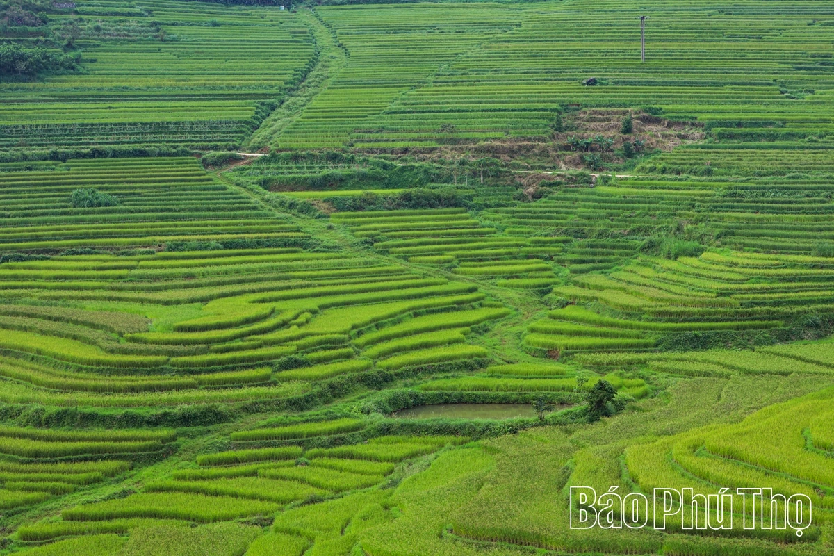 Thả hồn trên đỉnh Miền Đồi