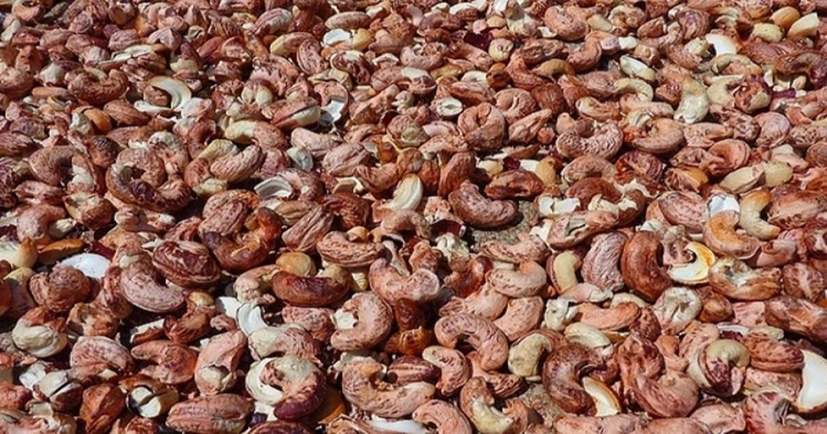 Ngành điều Việt Nam tiến sát mục tiêu 4,5 tỷ USD, kỳ vọng chạm mốc 5 tỷ USD