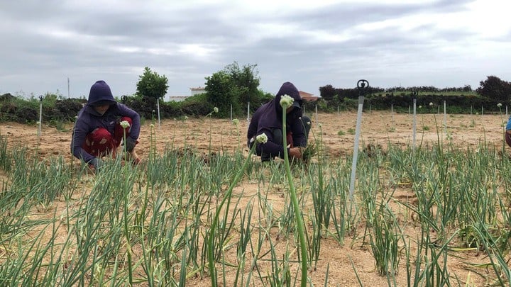 Petani di kawasan ekonomi khusus Ly Son memanen bawang merah muda