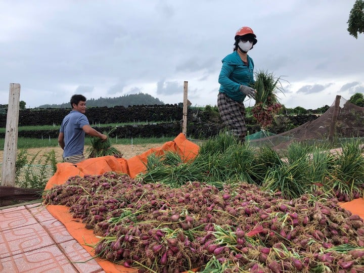 Petani di kawasan ekonomi khusus Ly Son menerima panen bawang muda.