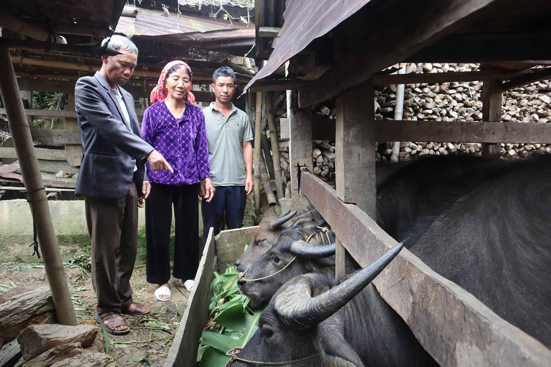 chăn nuôi