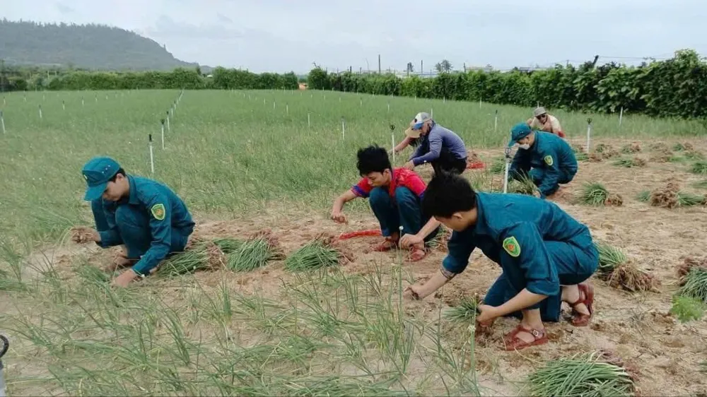 Militia forces help people harvest onions. Photo: MAI BINH