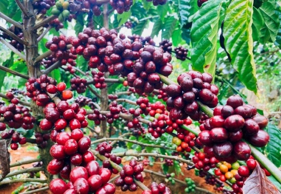 Agricultural product prices on October 20, 2025: Coffee and pepper move sideways