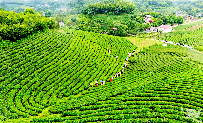 Hương chè thơm ngát bốn mùa