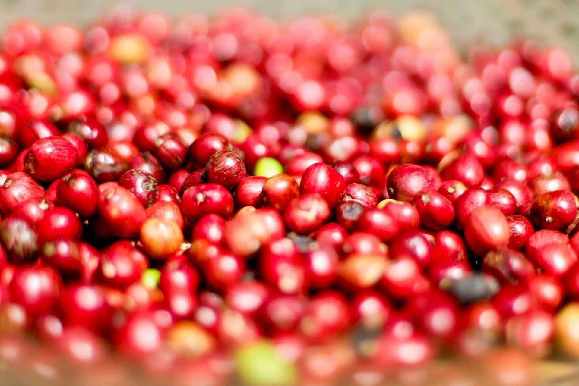 Kaffepris i dag 22/10 Grønne fargede deksler, økning på nesten 116 000 VND