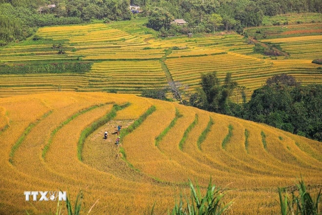 ttxvn-2210-ruong-bac-thang-mien-doi.jpg