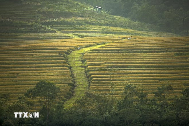 ttxvn-2210-ruong-bac-thang-mien-doi-3.jpg