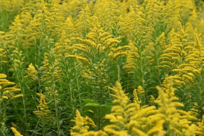 solidago-altissima.jpg