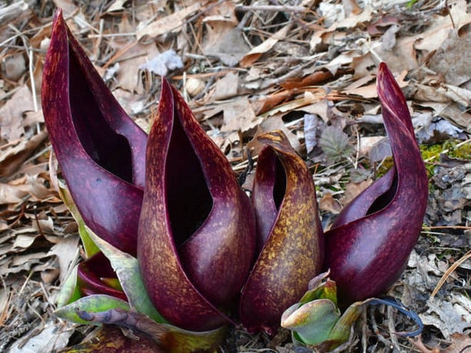 symplocarpus-foetidus.jpg