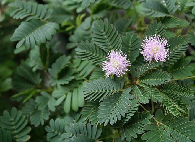 cay-trinh-nu2.jpg