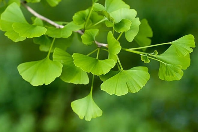 Ginkgoblätter. (Quelle: iStock)
