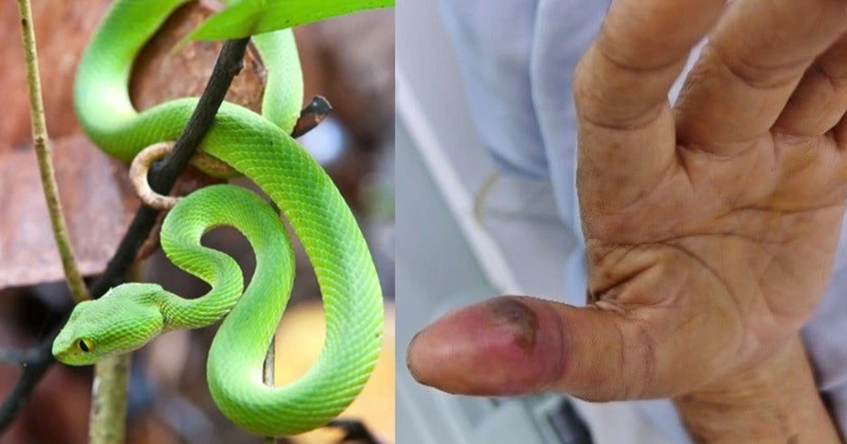 Rắn độc "nấp" trong nhà vệ sinh cắn người vừa ngủ dậy