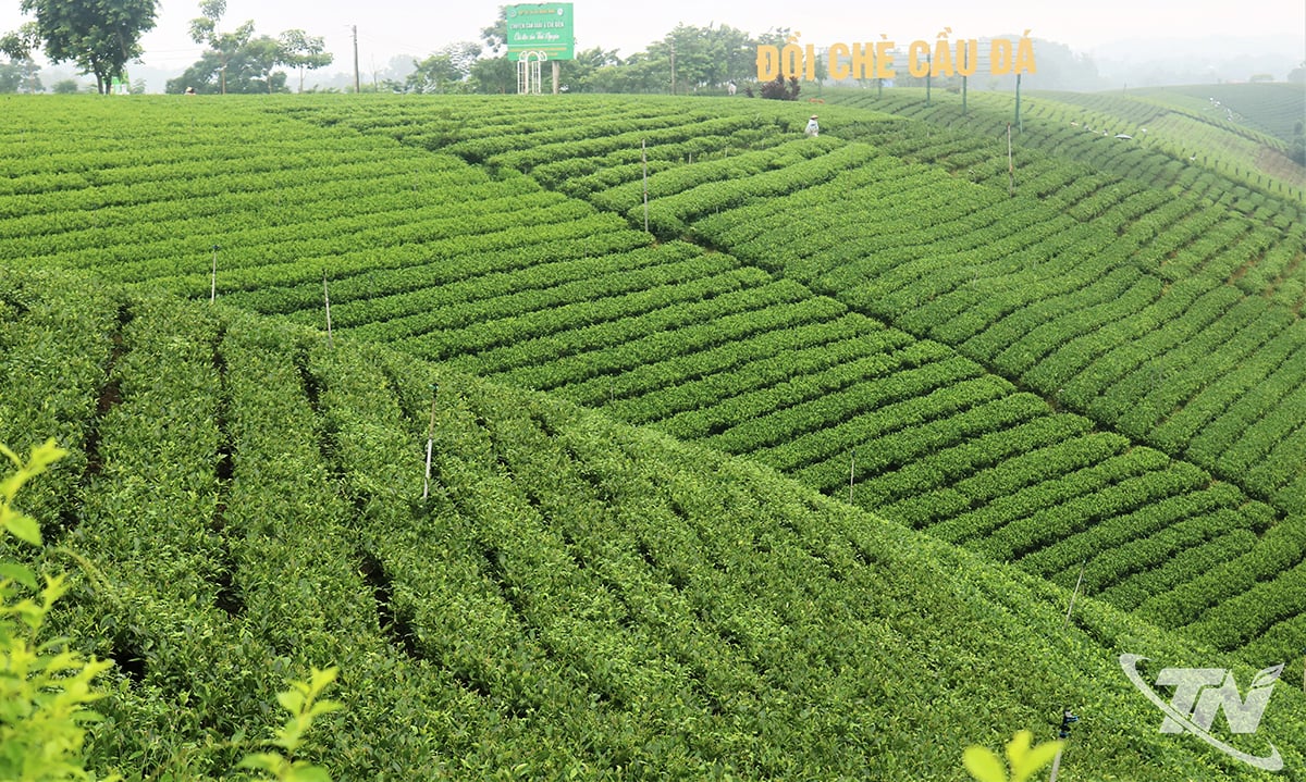 Cau Da tea hill, La Bang commune, an ideal check-in spot of Thai Nguyen tea region.