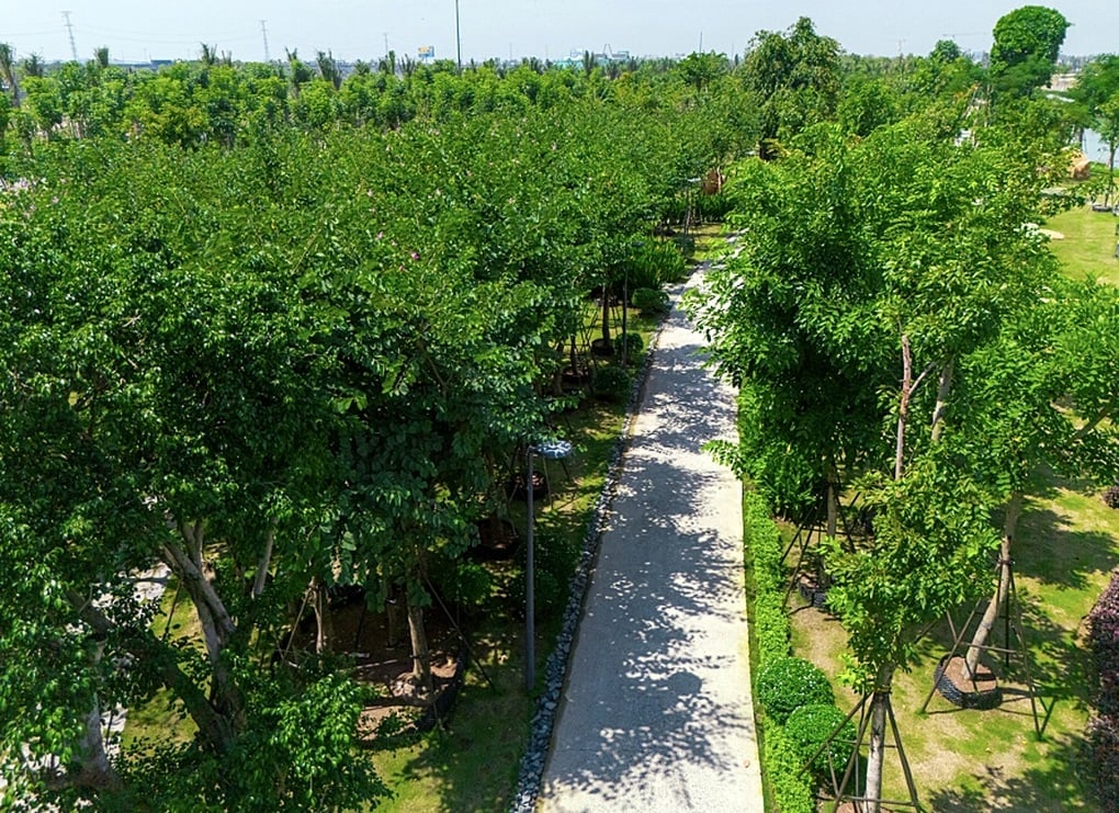 Học người Nhật cách “chữa bệnh” bằng rừng - 2