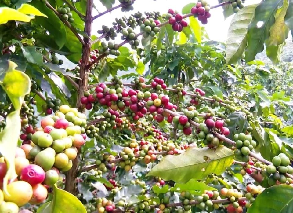Agrarproduktpreise am 21. Oktober 2025: Pfeffer leicht gestiegen, Kaffee stabil