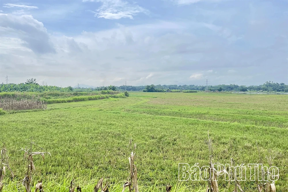 Wunsch in Thanh Ba
