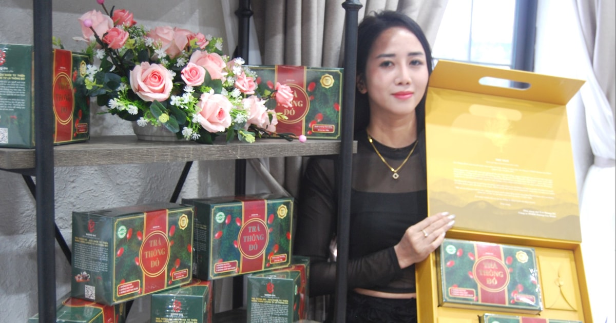 Chiết xuất thành công hoạt chất cây thông đỏ