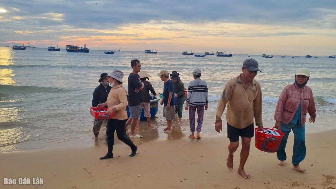 Eksploitasi makanan laut di perkampungan nelayan Long Thuy (wad Binh Kien).
