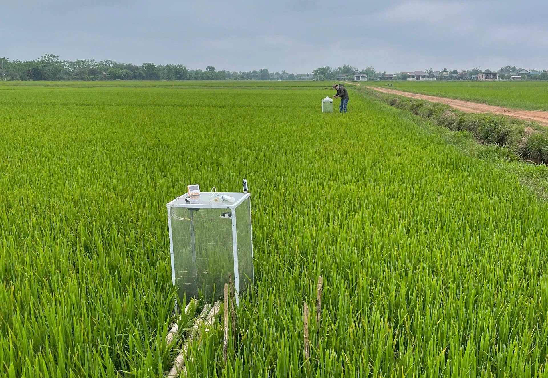 Utsläppsminskande risproduktionsmodell implementerad vid Thuy Ba Tay Agricultural Service Production and Business Cooperative, Vinh Thuy kommun, vinter-vårskörd 2025 - Foto: T.H.