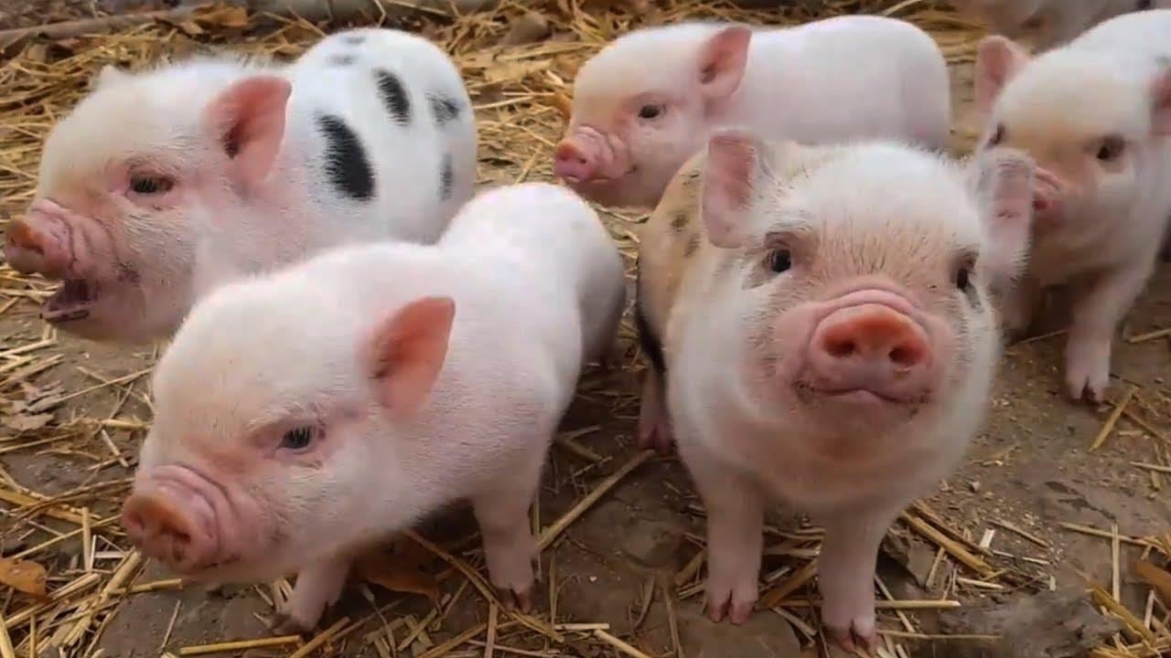 Prix ​​du porc aujourd'hui 24/10 « Stand still », maintenant le prix maximal dans le Nord