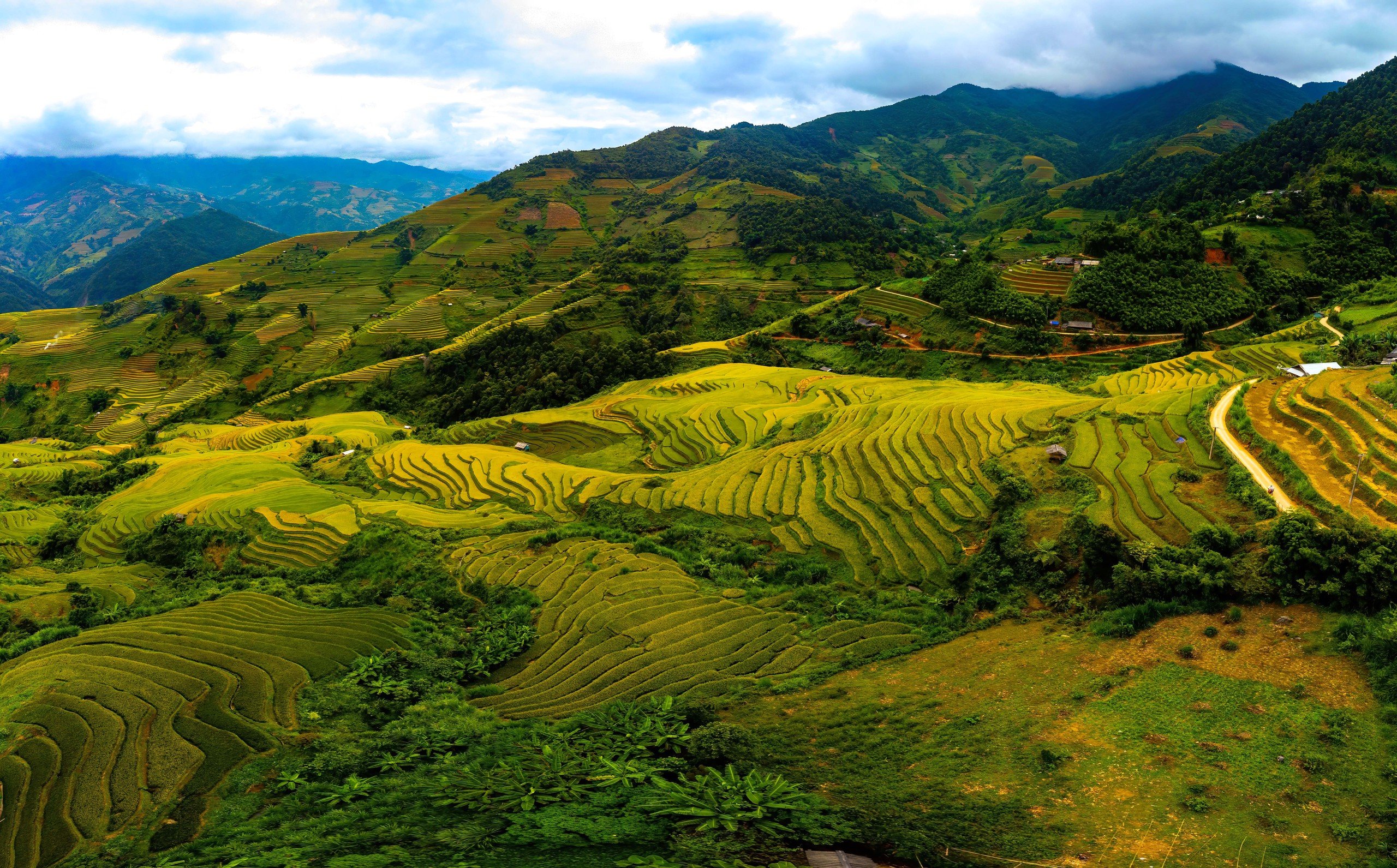 O imagine sfâșietor de frumoasă a sezonului de orez copt în Mu Cang Chai - Fotografia 1.