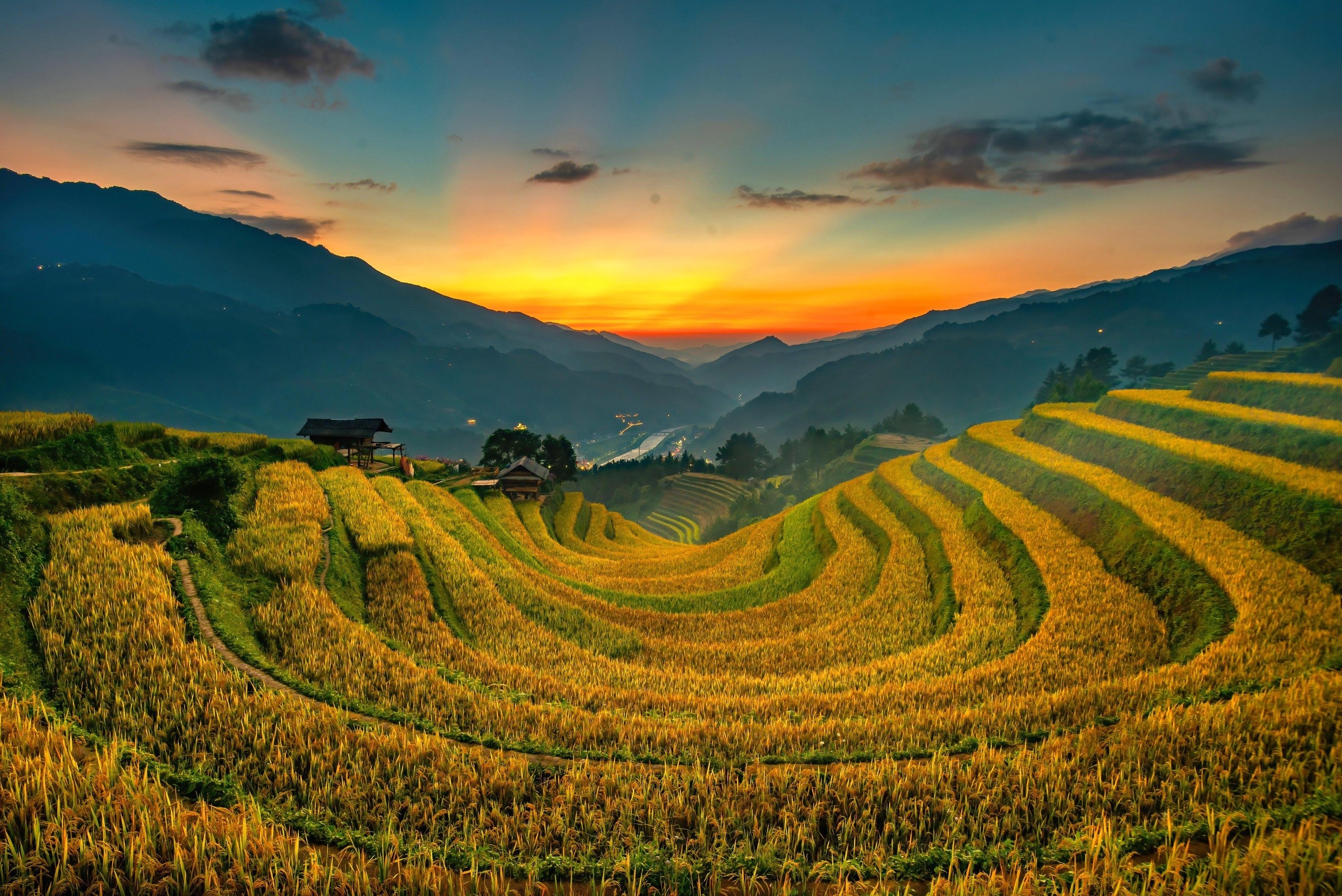O imagine sfâșietor de frumoasă a sezonului de orez copt în Mu Cang Chai - Fotografia 4.