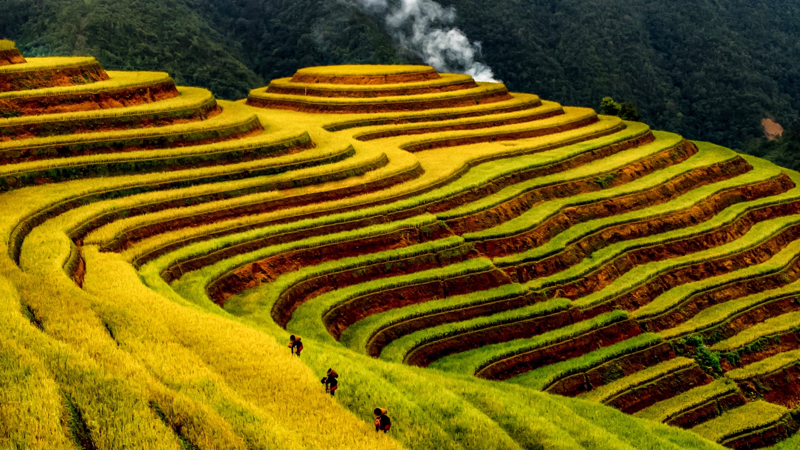 O imagine sfâșietor de frumoasă a sezonului de orez copt în Mu Cang Chai - Fotografia 5.