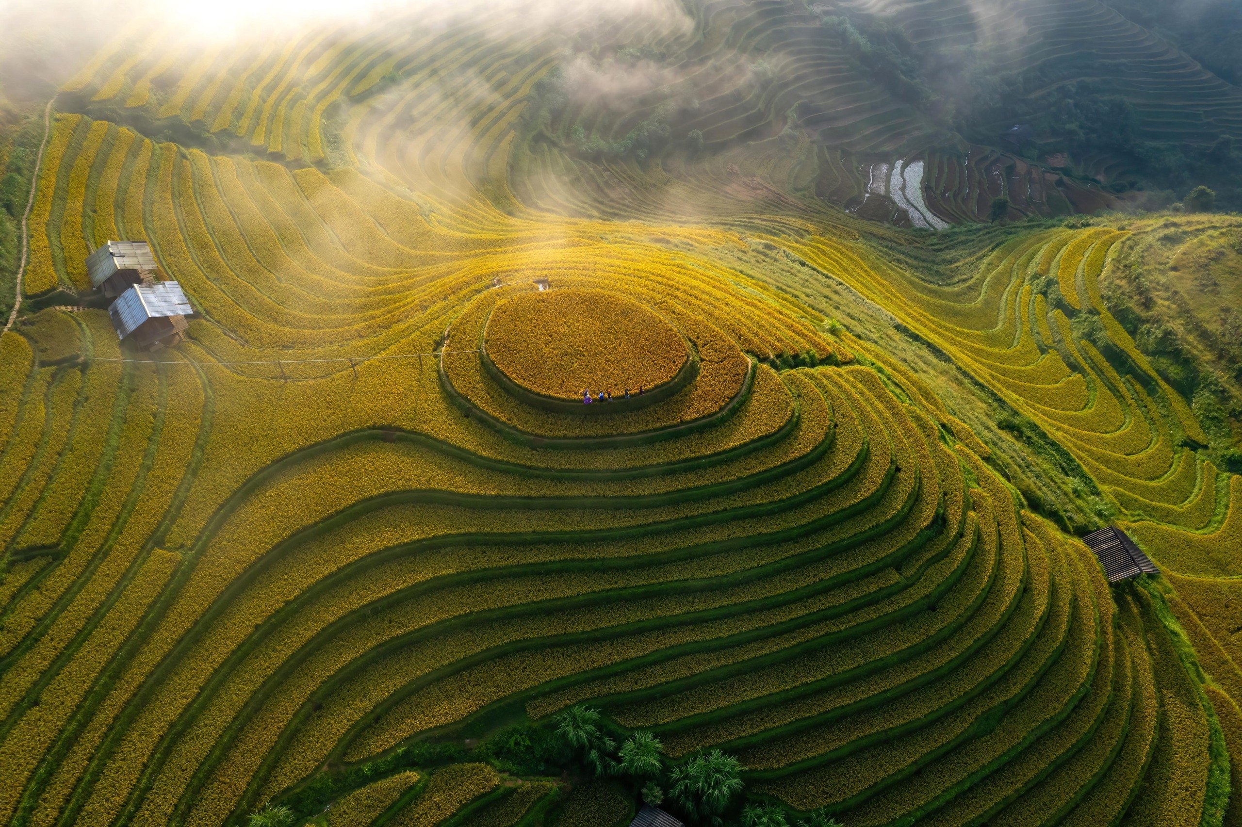 O imagine sfâșietor de frumoasă a sezonului de orez copt în Mu Cang Chai - Fotografia 10.