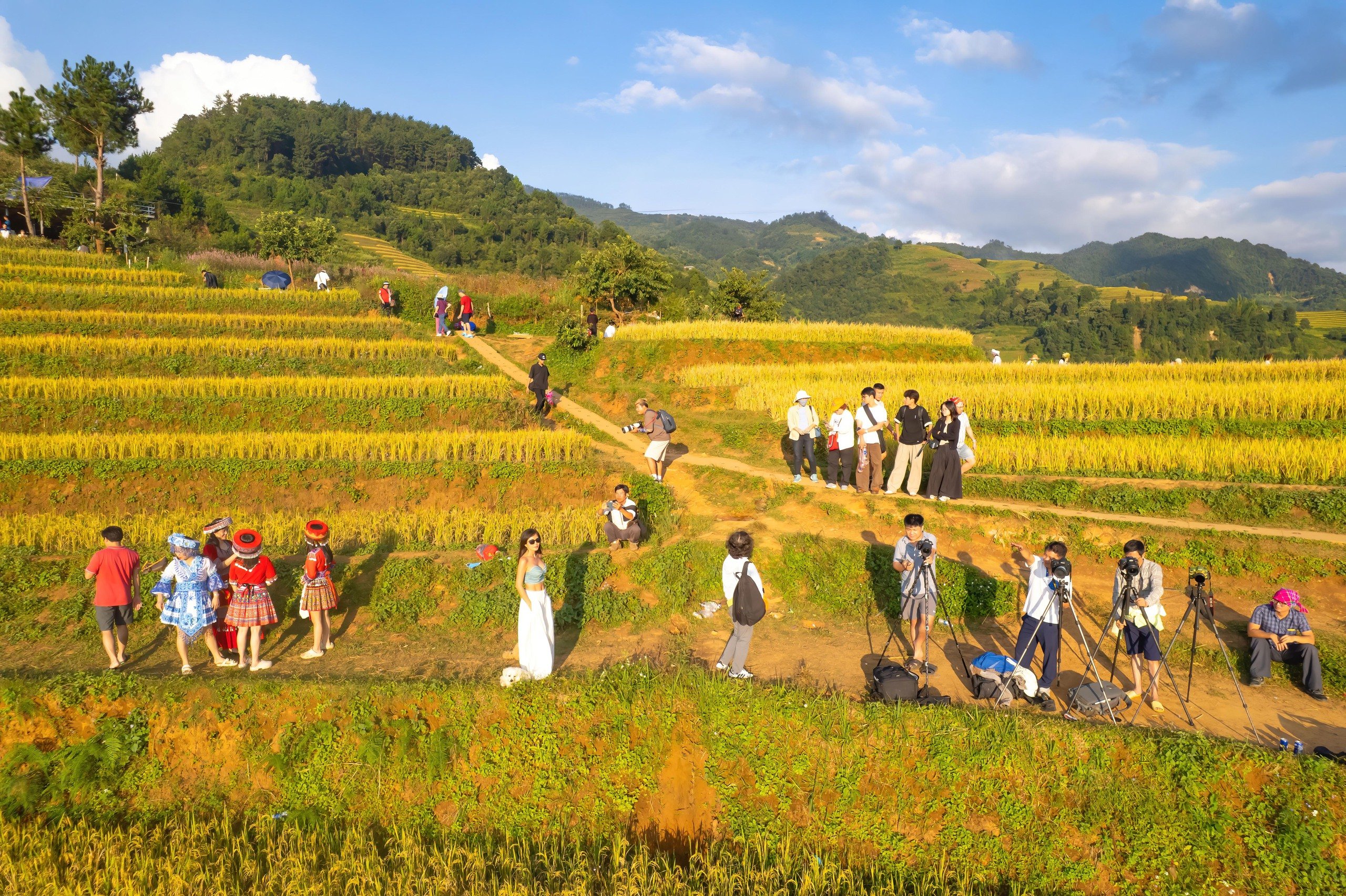 O imagine sfâșietor de frumoasă a sezonului de orez copt în Mu Cang Chai - Fotografia 11.