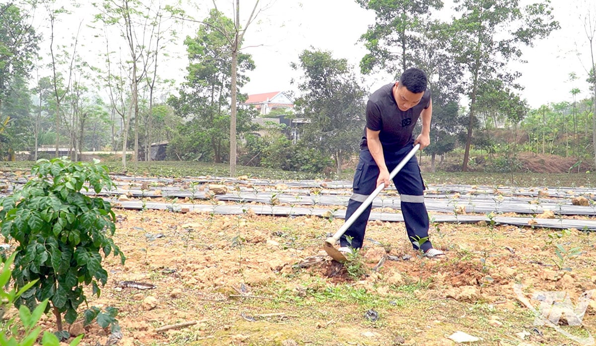 O Sr. Luu Van Truong, do vilarejo de Dai Ha, comuna de Phu Lac, cuida da recém-plantada área de chá de sua família.