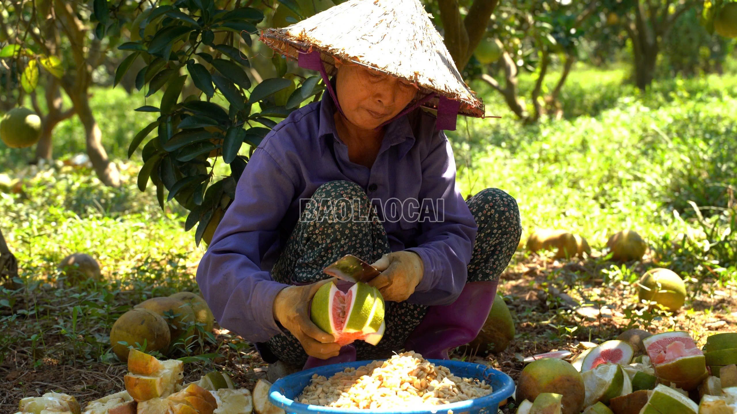 baolaocai-c_z7146539484877-5f307906c8115a21c34c8c48c6b5ea8e.jpg