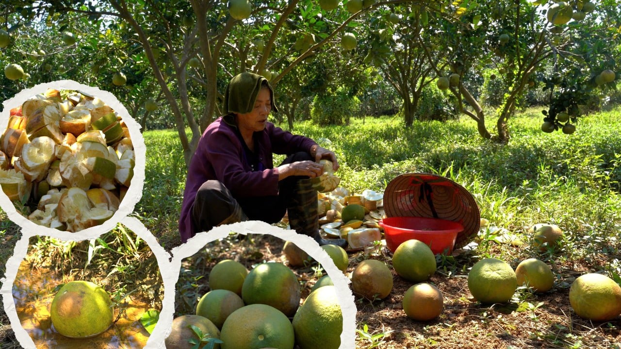 vungbuoi2.png