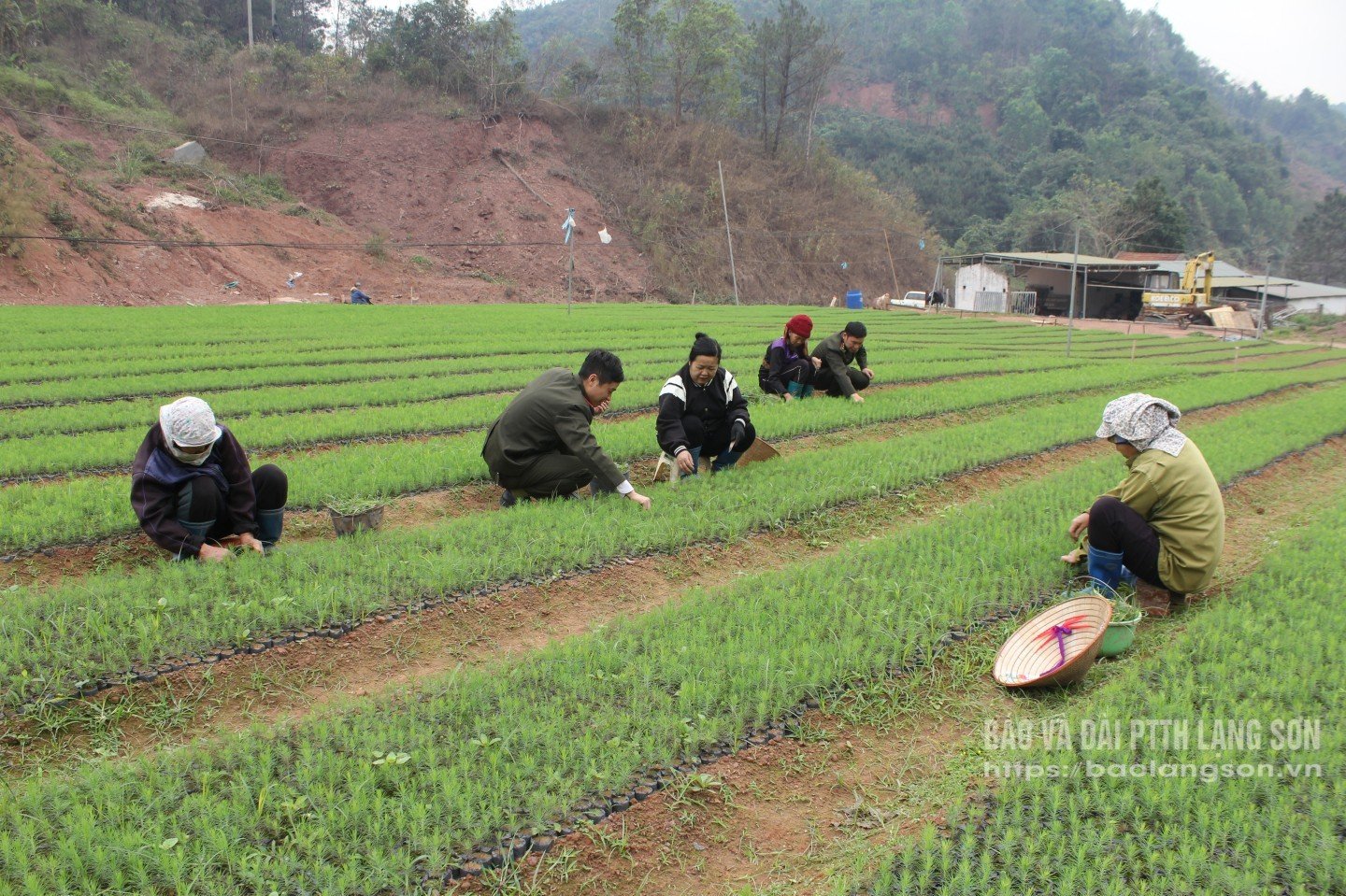 Odling av tallplantor vid Phong Van Agricultural and Forestry Service Cooperative, Dinh Lap kommun
