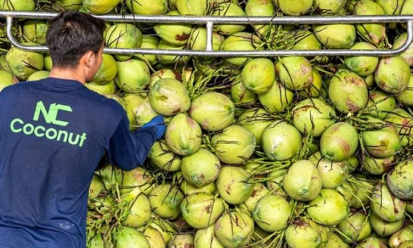 Dừa Việt Nam soán ngôi dừa Thái Lan ở thị trường Trung Quốc