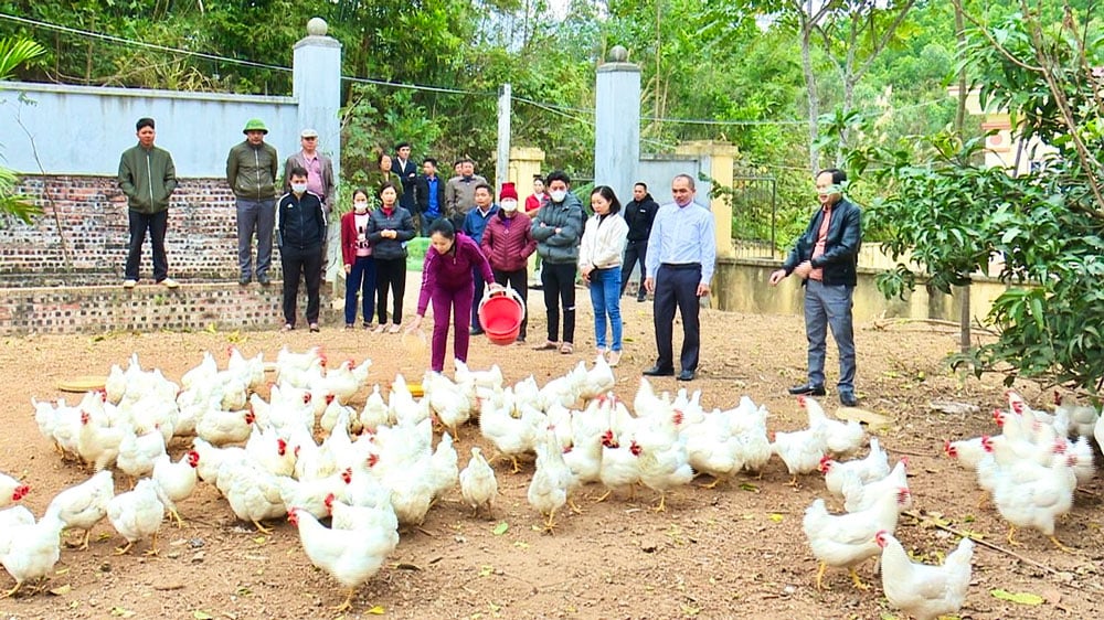 Graças às atualizações oportunas de informações e à aplicação técnica na pecuária, o modelo de criação de galinhas na comuna de Trai Cau ajuda as pessoas a aumentar sua renda.