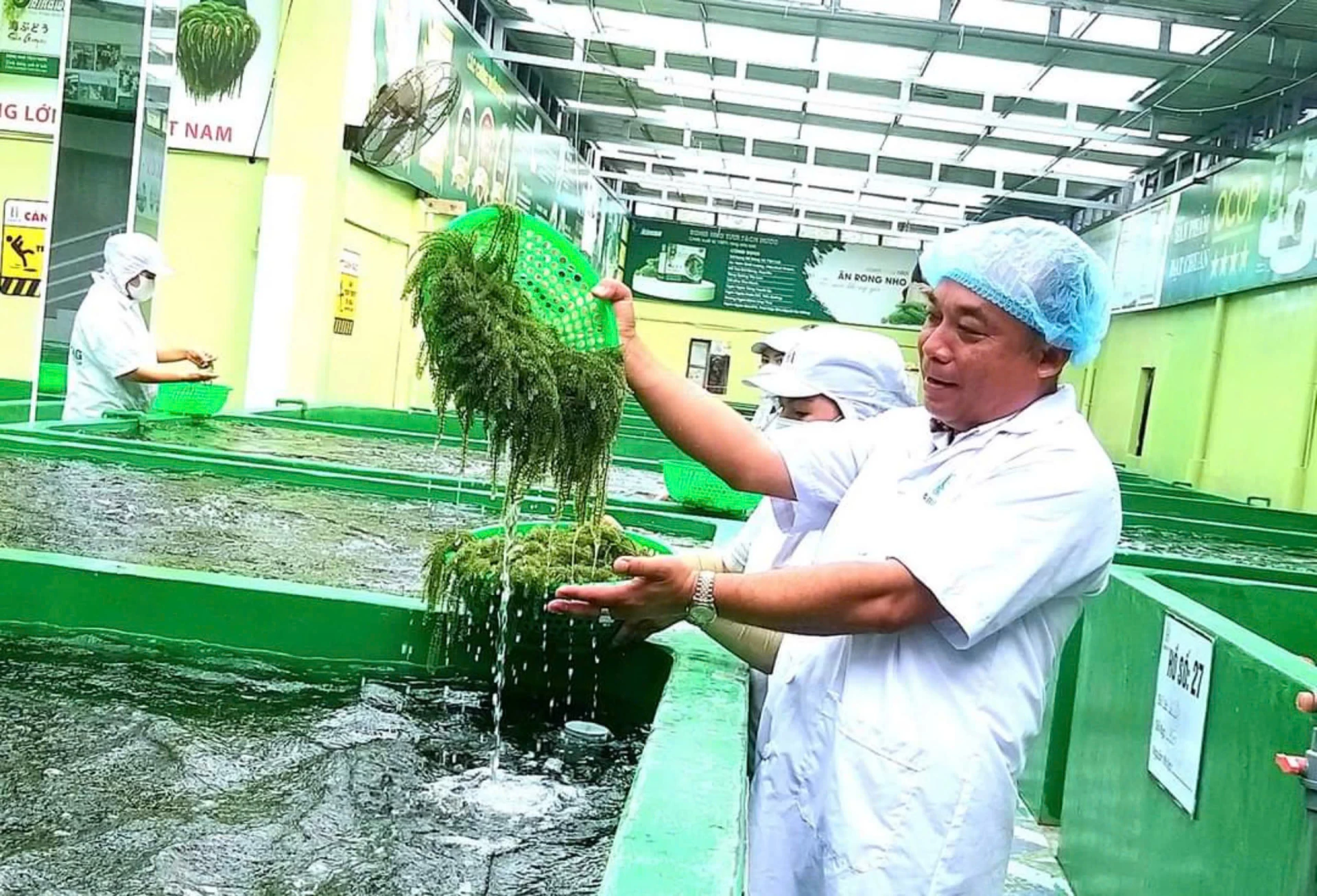 Г-н Нгуен Зуй Куанг со своим продуктом из морских водорослей.