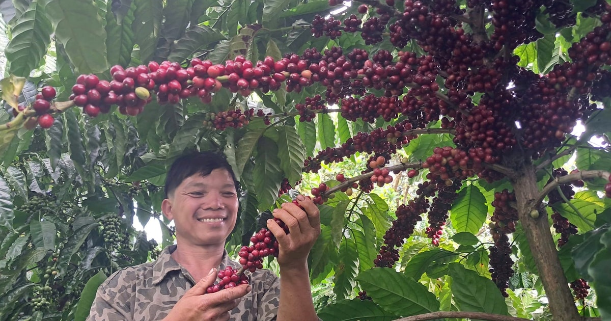 Một cơ sở dữ liệu - nhiều vùng sản xuất cùng phát triển