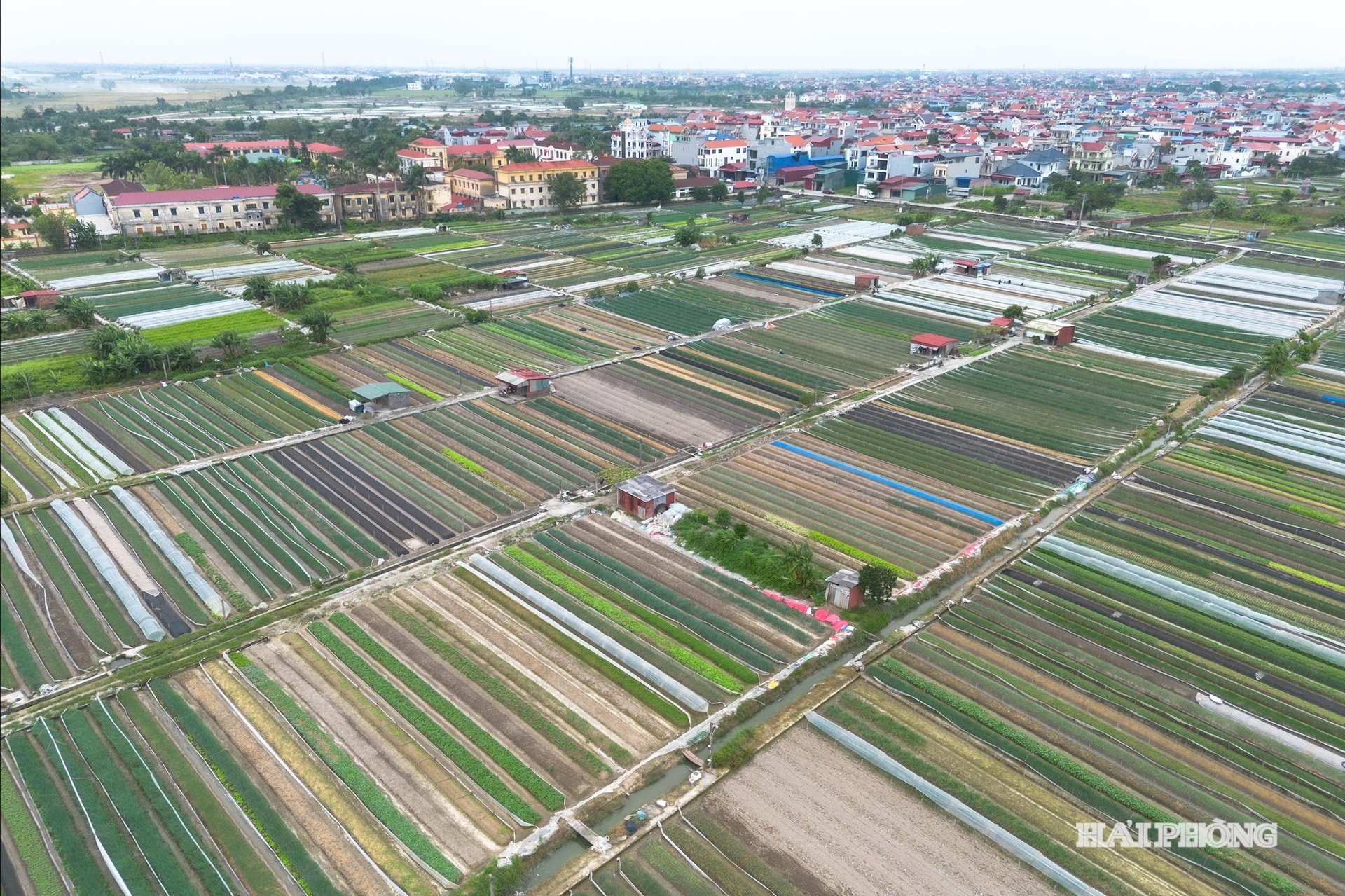 sowing-in-the-field-1.jpg