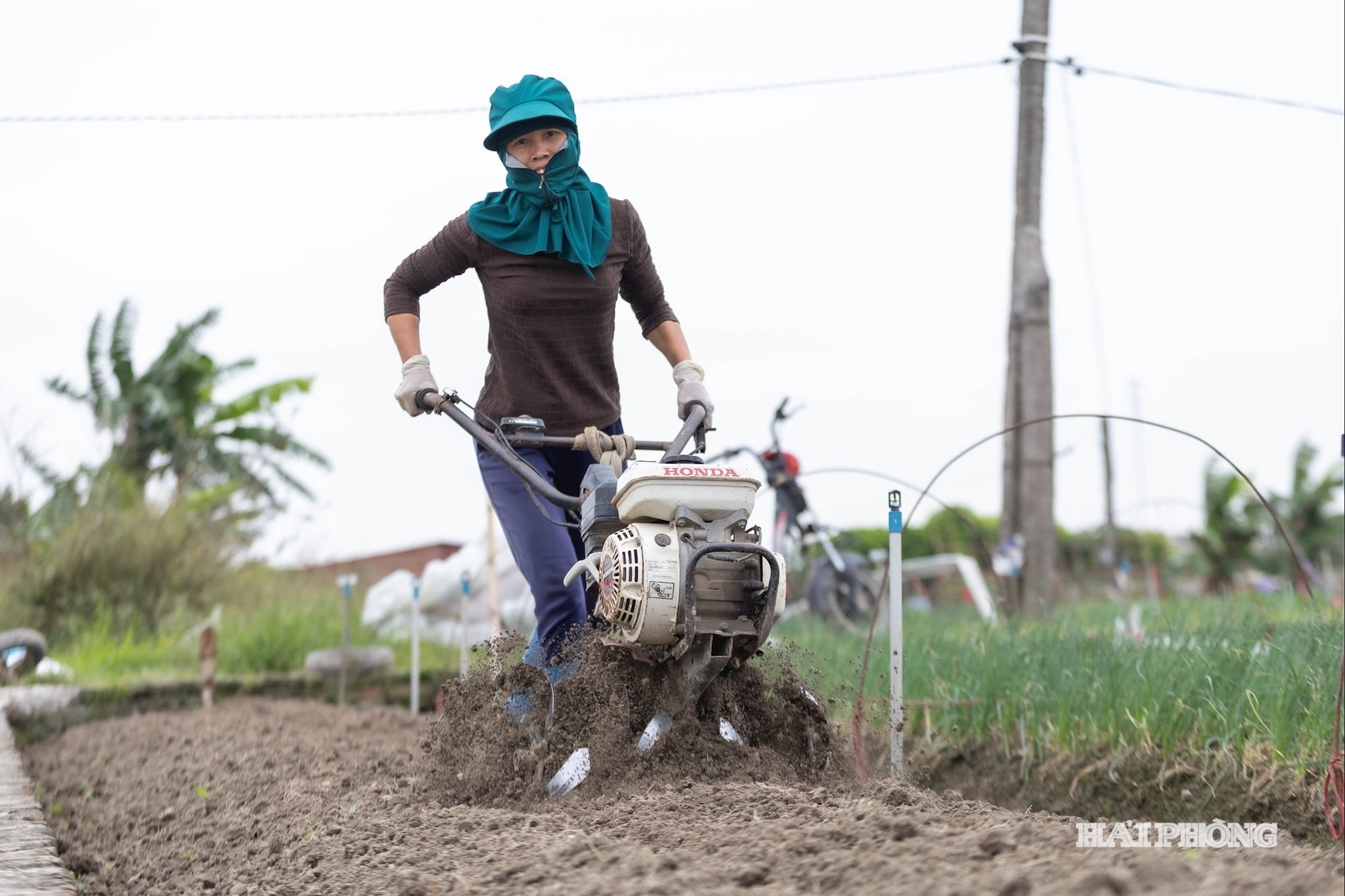sowing-in-the-field-2.jpg